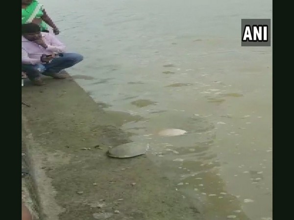 Tortoises being released in the Shivnath River in Chhattisgarh’s Rajnandgaon district on Thursday. Photo/ANI
