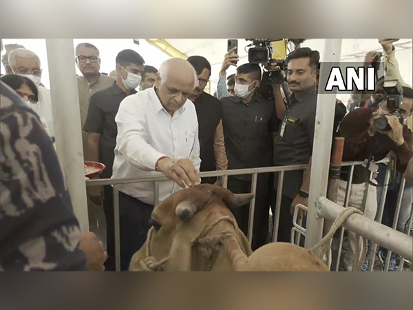 CM Bhupendra Patel at the site in Jamnagar district where cattle affected by Lumpy Skin Disease are being treated and vaccinated in Gujarat. (ANI/Photo)