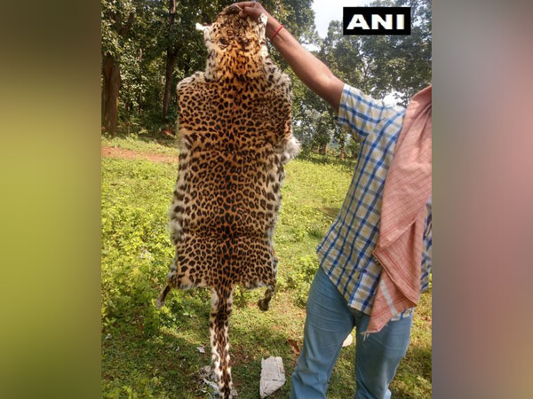 leopard skin recovered by the Forest Department from the possession of the six accused. Photo/ANI