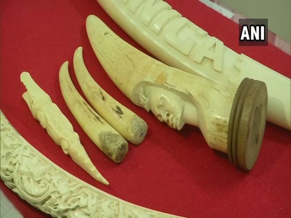 Pune Police Crime Branch seizes elephant tusks from a man's possession (Photo/ANI)