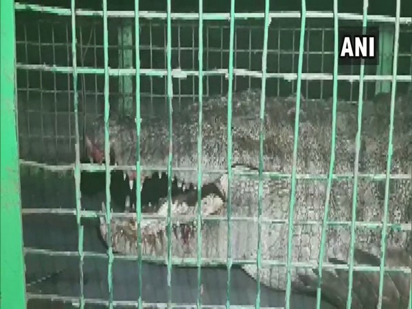 The rescued crocodile. 