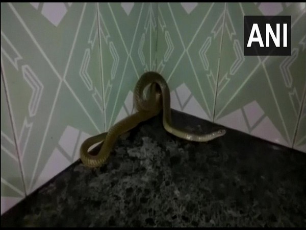 Odisha: A cobra was rescued from the residence of a family in Baripada, Mayurbhanj district, yesterday. Photo/ANI