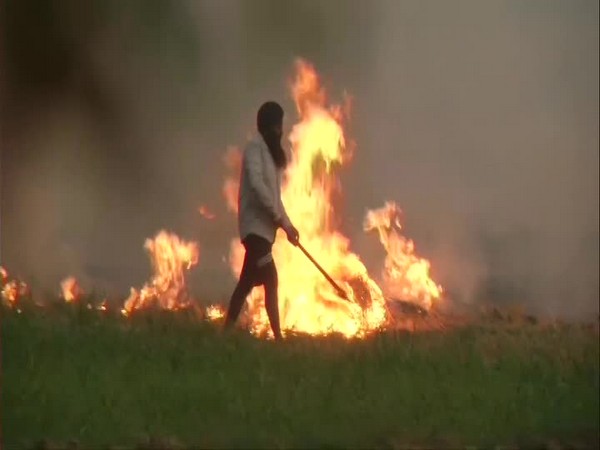 Crop stubble burning continues in Punjab, this in Rajpur district, despite ban. [Photo/ANI]