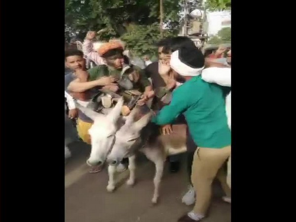  Two BSP leaders in Jaipur, Ramji Gautam and Sitaram were paraded on donkeys for indulging in anti-party activities [Photo/ANI]