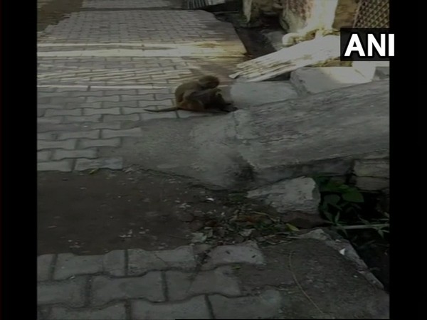 A female monkey was seen roaming around, while carrying a puppy, in Haridwar's Gaytri Colony. Photo/ANI