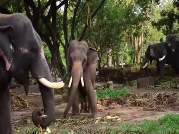 Elephant owners from Thrissur unable to make money amid lockdown