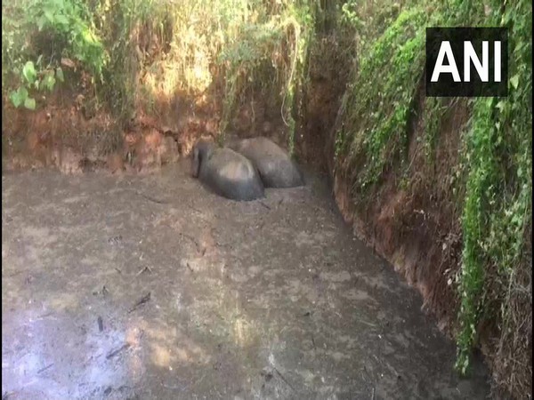 Two wild elephants who fell into a pond in Kerala are being rescued by officials. Photo/ ANI