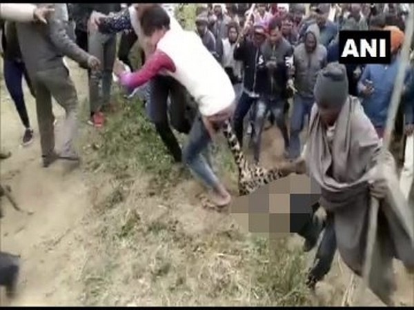 A leopard was beaten to death by villagers after it killed a child on Monday [Photo/ANI]