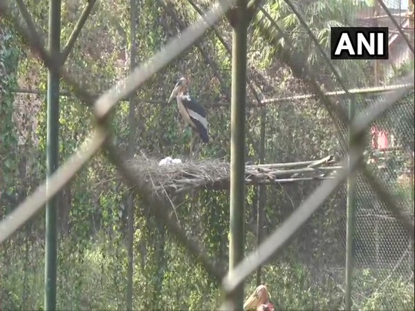 A picture of Greater adjutant stork. Photo/ANI