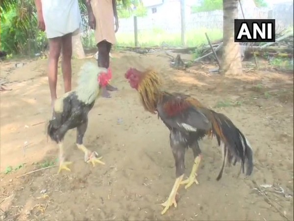 Roosters being trained for cockfighting in Tamil Nadu. Photo/ANI