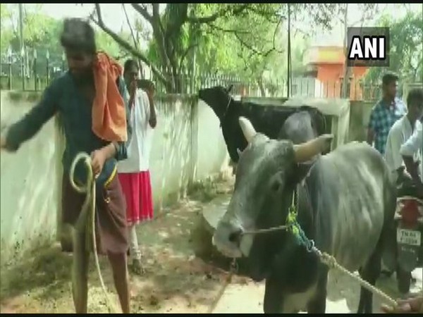Jallikattu competitions to be held from January 15 - January 31 in Madurai district [Photo/ANI]