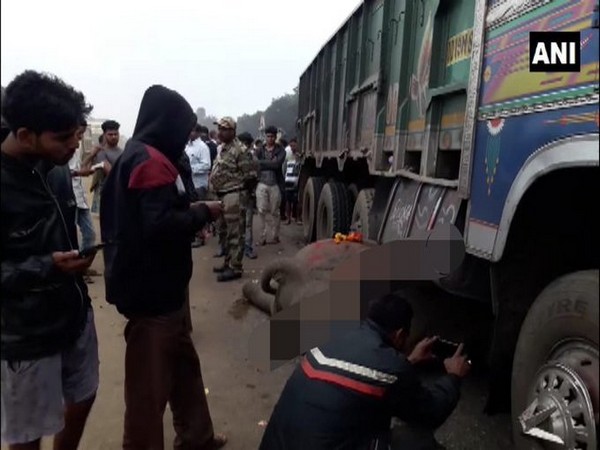 A 10-year-old elephant killed after being hit by speeding truck. Photo/ANI