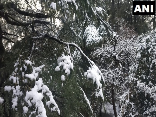 Fresh blanket of snow covers Jakhu area in Shimla. [Photo/ANI]