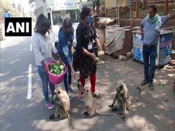 The volunteers of People for Animals feed monkeys in Khandagiri, Bhubaneswar on Friday. Photo/ANI