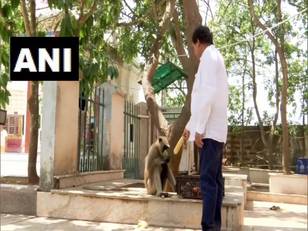 BJD MP and Founder of KISS Foundation Achyuta Samanta feeding a monkey in Bhubaneswar on Sunday.