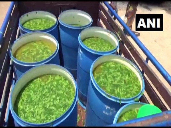Mixture of turmeric, neem leaves and water (Photo/ANI)