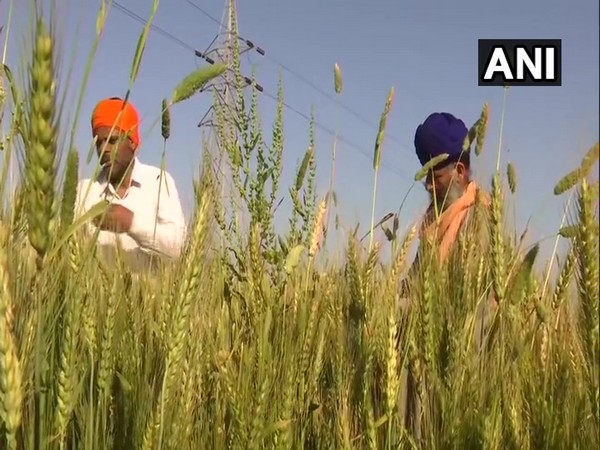 Farmers in Amritsar having to do all the work by themselves. Photo/ANI