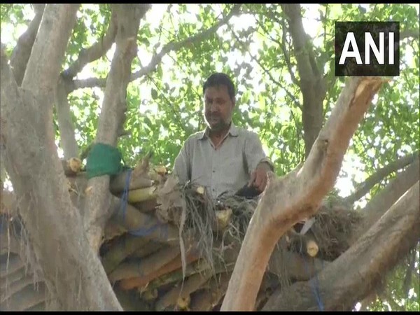 Man builds tree house in Hapur District, UP 