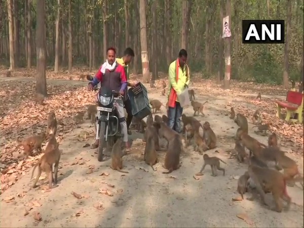 Budhiya Mai Mandir management feeds monkeys in Gorakhpur. Photo/ANI