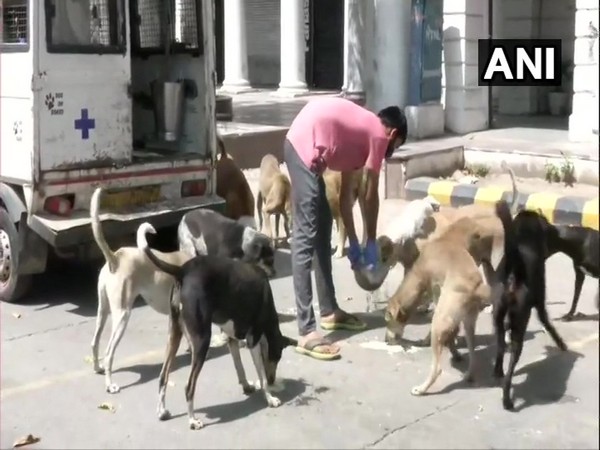 An NGO volunteer feeding dogs in New Delhi's Connaught Place area on Monday. Photo/ANI