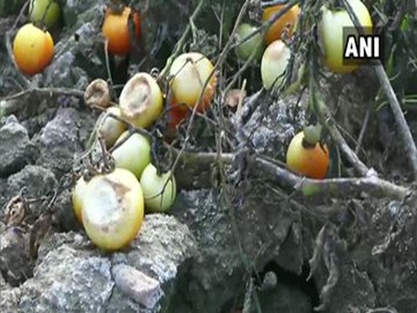 Tomatoes rotting in fields due to lack of labour and transportation, in Chhatarpur, Madhya Pradesh.
