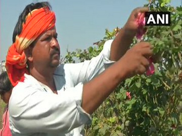 Flowers farmers in Rajkot are incurring losses due to COVID19 lockdown [Photo/ANI]