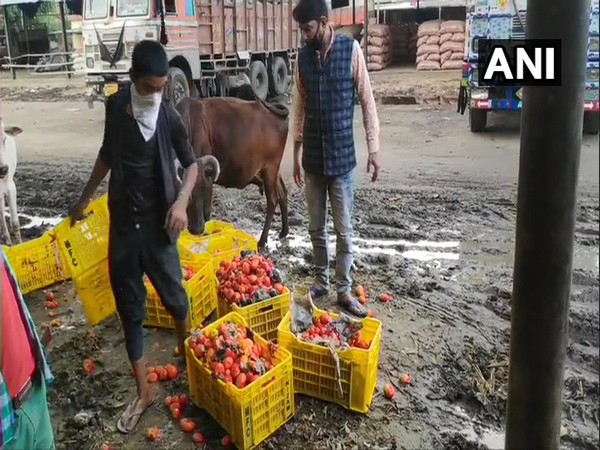 As the demand has gone down, a huge quantity of tomato is being wasted every day.