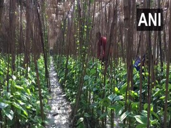 Betel leaf farmers in Muzaffarpur say they are facing several problems due to lockdown. (File Photo/ANI)