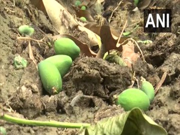 Mango growers in Malihabad face losses due to unseasonal rain and heavy winds [Photo/ANI]