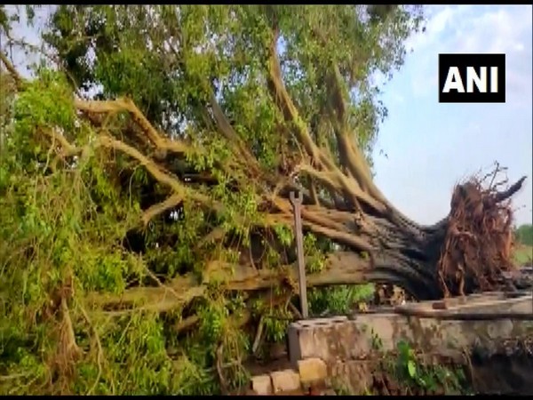 Uprooted tree (Photo/ANI)