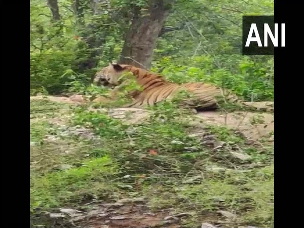 A tiger was spotted by the roadside in Kodagu district earlier today.