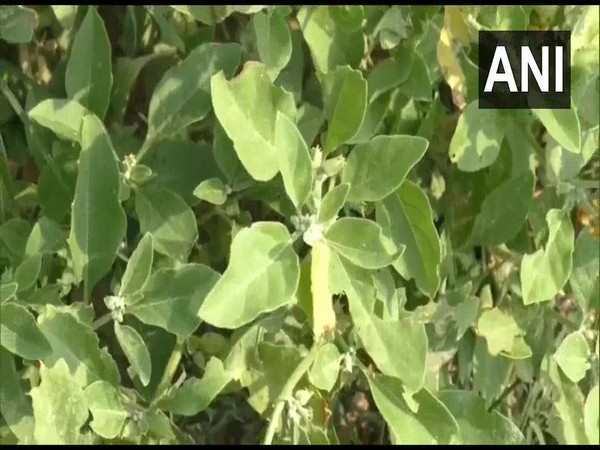 Medicinal plant Ashwagandha being cultivated in Moradabad, Uttar Pradesh. 