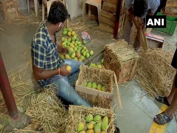 Sales of Alphonso mangoes slump in Mumbai. 