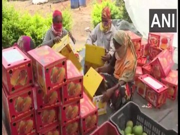 Farmers packing mangoes at their farm in Gadag (Photo/ANI)