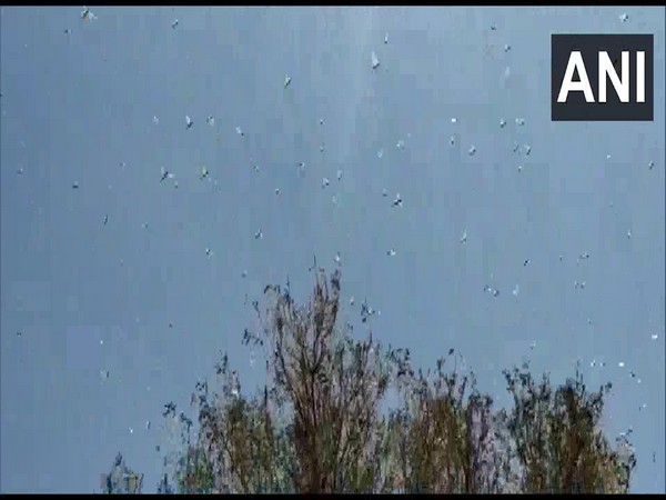 Swarms of locusts hit Sirmandi village in Jodhpur. 