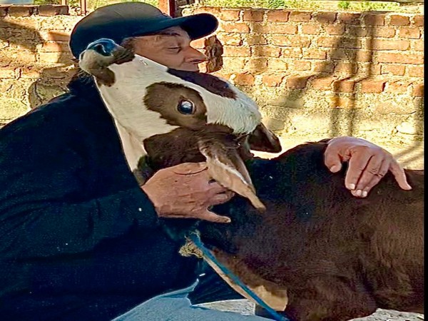 Dharmendra Deol with baby calf (Image courtesy: Instagram)