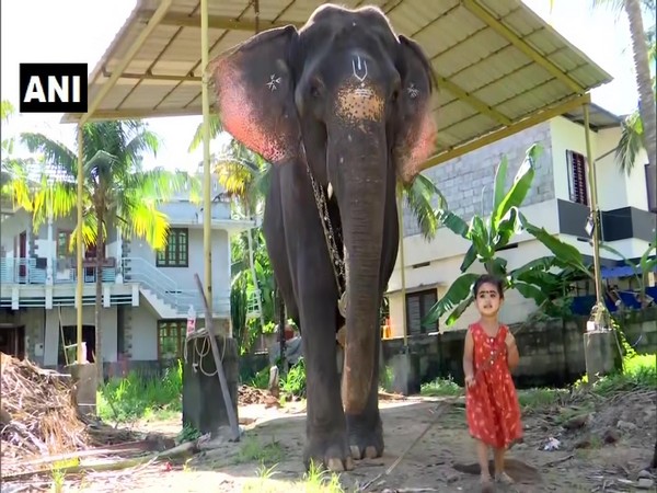 A visual of two-year-old girl with elephant in Thiruvanathapuram, Kerala. (Photo/ANI)