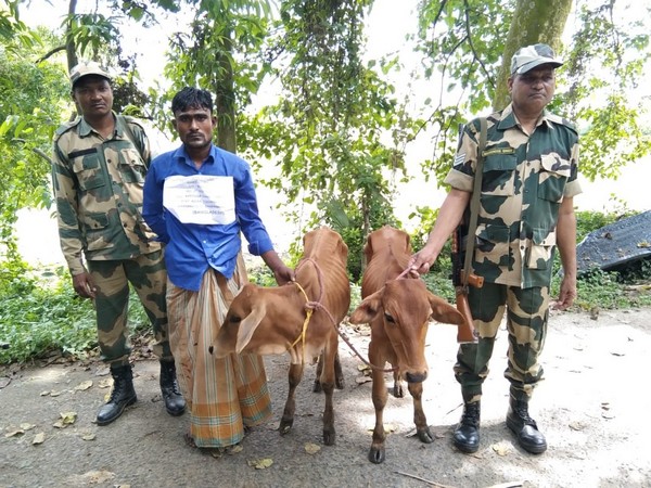 One of the Bangladeshi cattle smugglers apprehended by BSF (Photo/ANI)