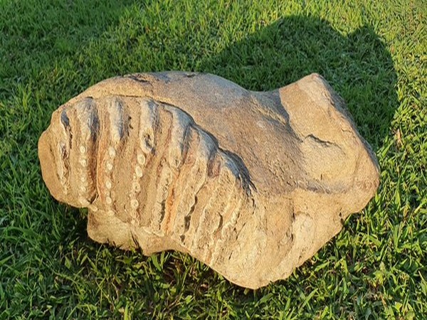 A fossil of an elephant was discovered from the Siwalik sediments exposed in the vicinity of Badshahi Bagh area in Uttar Pradesh's Saharanpur. Photo/ANI