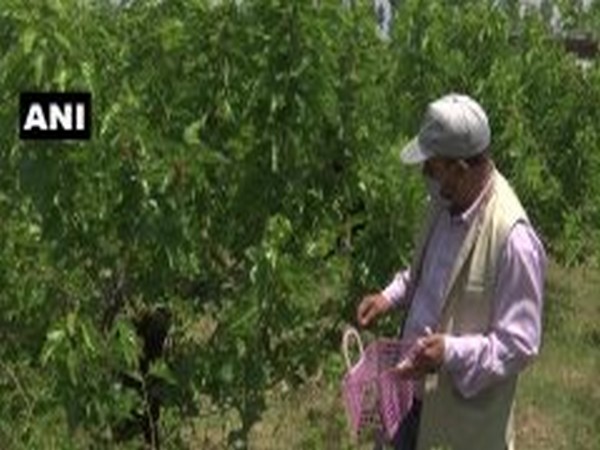 Timely rainfall and organic fertilisers helped in better production of Mulberry production in Srinagar. [Photo/ANI]