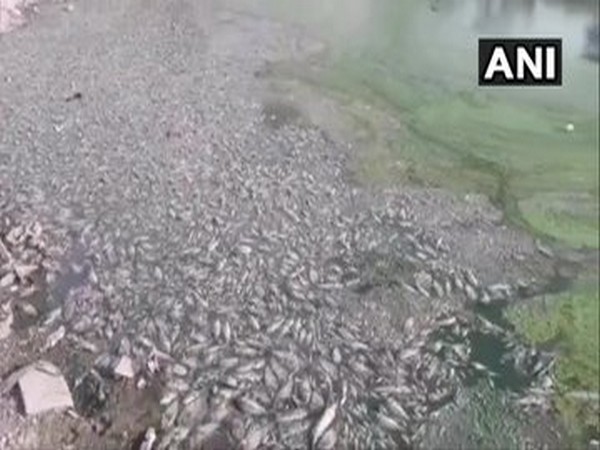 Several fishes were found dead in a pond in Rajasthan's Jodhpur on Saturday.