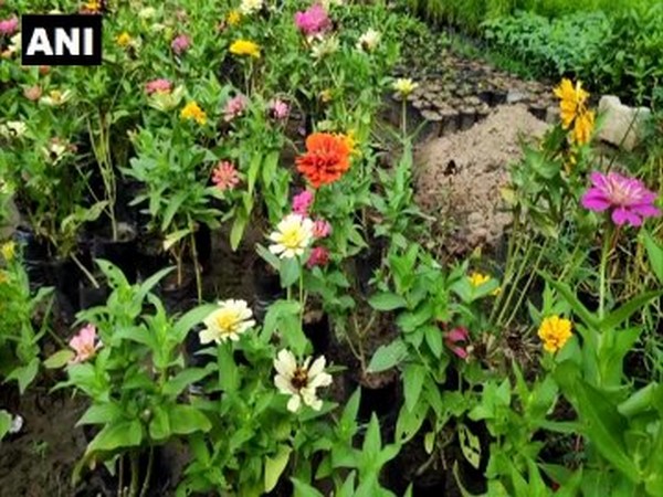 Nursery owner bear losses of Rs 3 lakh in Moradabad. Photo/ANI 