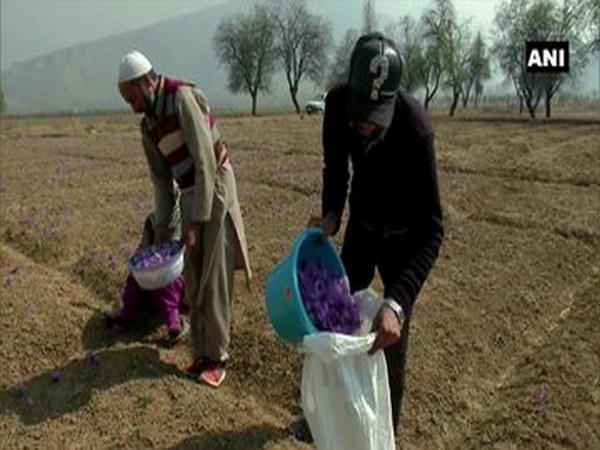Saffron growers in Pampore expect better prices of Kashmir saffron after it got Geographical Indication tag in May (Photo/ANI)