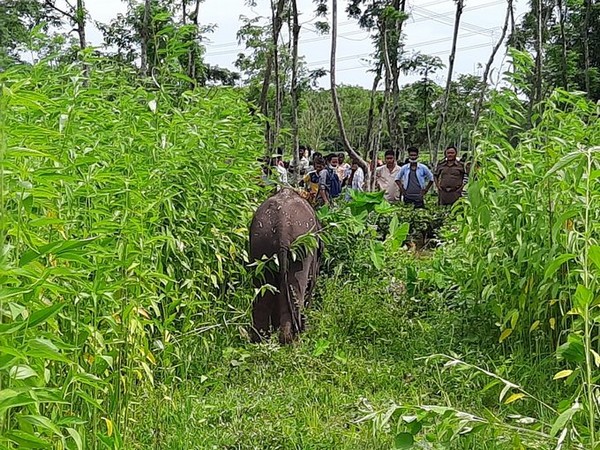 Elephant calf separated from herd, rescued in West Bengal. Photo/ANI 