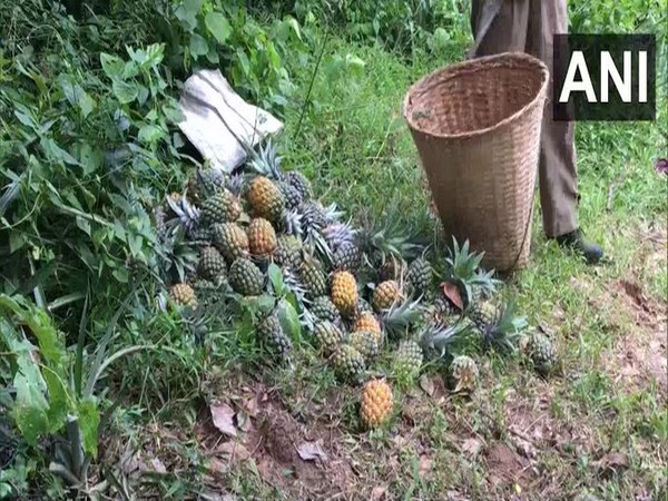 Pineapple growers and vendors in Agartala are facing hardships due to turnout of few buyers amid COVID19. [Photo/ANI]