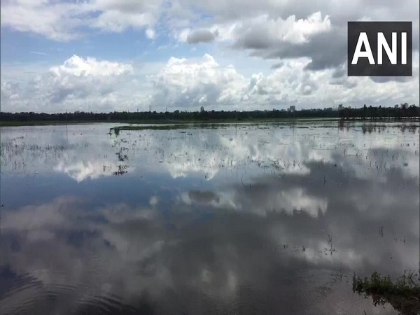 Paddy fields in Kottayam flooded after the monsoon rains.