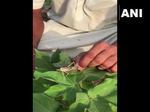 Some areas of Bathinda district in Punjab were attacked by locust swarms on Thursday.