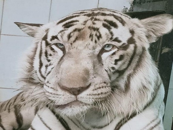 Kiran, the white male tiger which passed away on Thursday at Nehru Zoological Park, Hyderabad. (Photo/ANI)