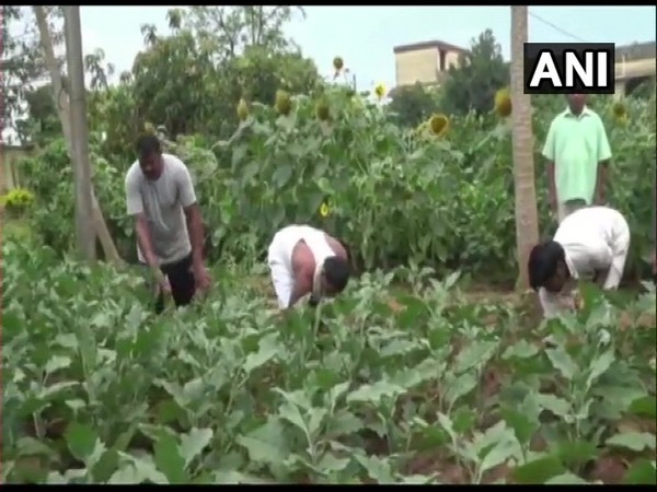 Nayagarh sub-jail inmates working in the vegetable garden.