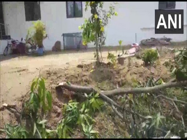 An elephant damaged trees and a solar panel at a BJP MP's residence in Jashpur on Tuesday.